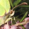 Citron (Gonepteryx rhamni), gros plan photo 3
