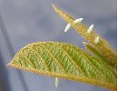 oeufs de Citron (Gonepteryx rhamni), photo 2