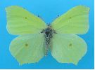 mâle de Citron (Gonepteryx rhamni).