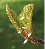 oeufs de Citron (Gonepteryx rhamni), photo 1