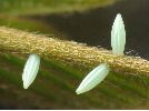 oeufs de Citron (Gonepteryx rhamni), photo 3