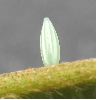 oeuf de Citron (Gonepteryx rhamni), détail