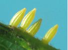 oeufs de Citron (Gonepteryx rhamni), photo 4