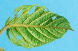 chenilles naissantes de Citron (Gonepteryx rhamni), photo 5