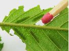 chenille de Citron (Gonepteryx rhamni),2e série, photo 2
