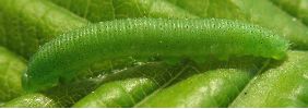 chenille de Citron (Gonepteryx rhamni),3e série, photo 4