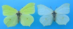 Citrons (Gonepteryx rhamni), couple étalé