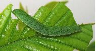 chenille de Citron (Gonepteryx rhamni),4e série, photo 4