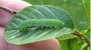 chenille de Citron (Gonepteryx rhamni),5e série, photo 5