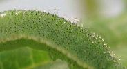 chenille de Citron (Gonepteryx rhamni), détail de la pilosité