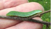 chenille de Citron (Gonepteryx rhamni)à terme, et en main