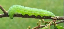 chenille de Citron (G. rhamni) en pr&eacute;nymphose (photo 1)
