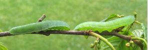 chenille de Citron (G. rhamni) en pr&eacute;nymphose (photo 2)