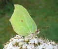 Citron (Gonepteryx rhamni), photo 2