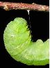 Pré-nymphe de Citron (Gonepteryx rhamni), détail