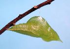 chrysalide "fra&icirc;che" de Citron (Gonepteryx rhamni) photo 1