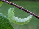 Pr&eacute;-nymphe de Citron (Gonepteryx rhamni), photo 2
