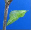 chrysalide de Citron (Gonepteryx rhamni) photo 1