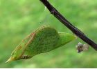 chrysalide de Citron (Gonepteryx rhamni) en approche d'&eacute;mergence (photo 1)