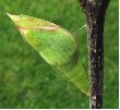 chrysalide de Citron (Gonepteryx rhamni) en approche d'émergence (photo 2)
