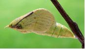 chrysalide de Citron (Gonepteryx rhamni) sur le point d'&eacute;clore (photo 1)