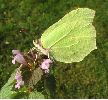 Citron (Gonepteryx rhamni), photo 3