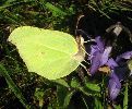 mâle de Citron (Gonepteryx rhamni) photo 3