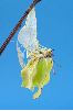 &eacute;closion s&eacute;quenc&eacute;e de "citron" (Gonepteryx rhamni), photo 6