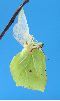 éclosion séquencée de "citron" (Gonepteryx rhamni), photo 8
