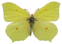 Citron (Gonepteryx rhamni) m&acirc;le