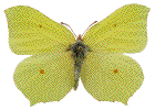 mâle de Citron (Gonepteryx rhamni).