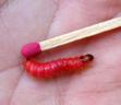 larve de Trichodes