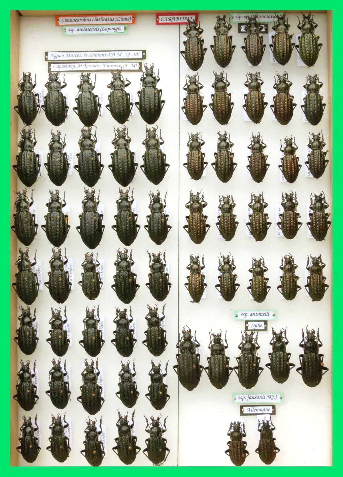 Limnocarabus clathratus.