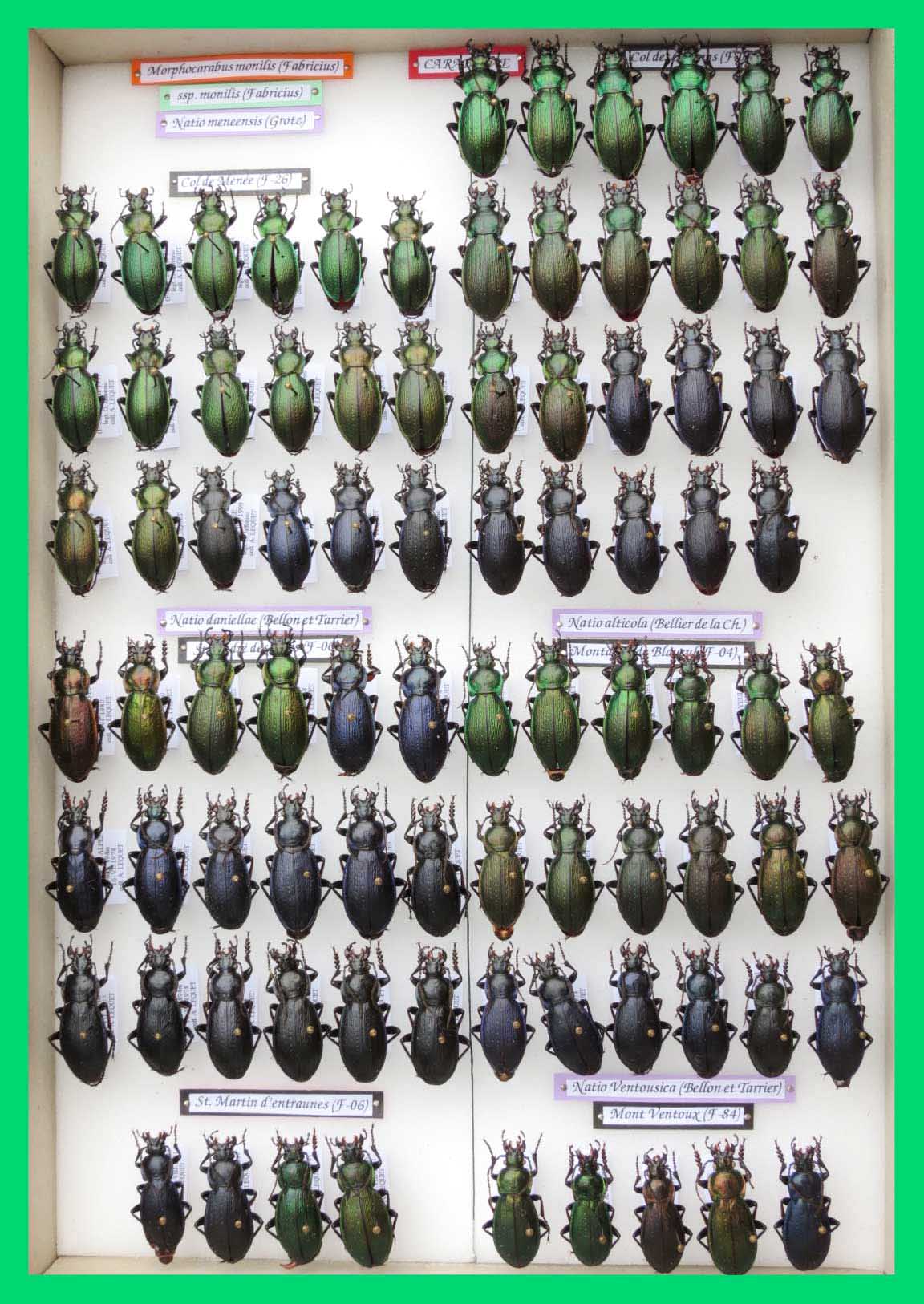 Morphocarabus monilis (7)