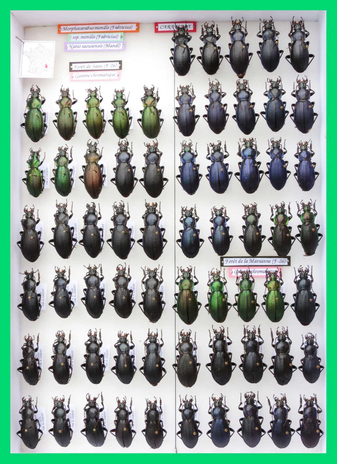 Morphocarabus monilis (8)