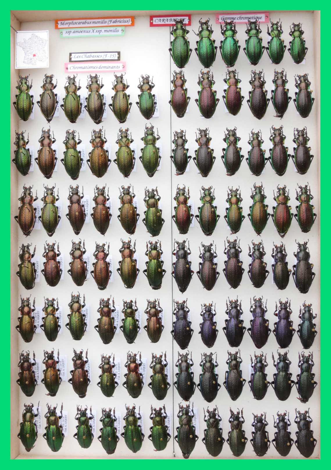 Morphocarabus monilis (10)