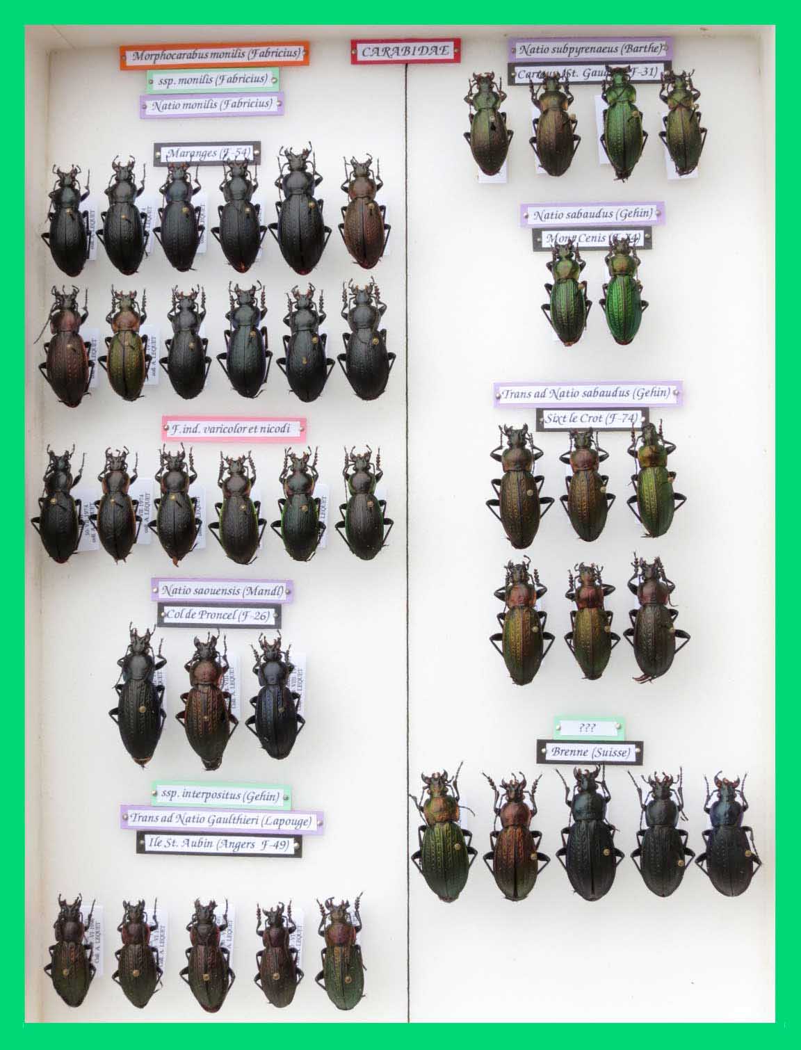 Morphocarabus monilis (12)