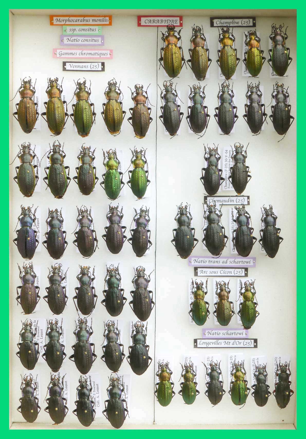 Morphocarabus monilis (13)