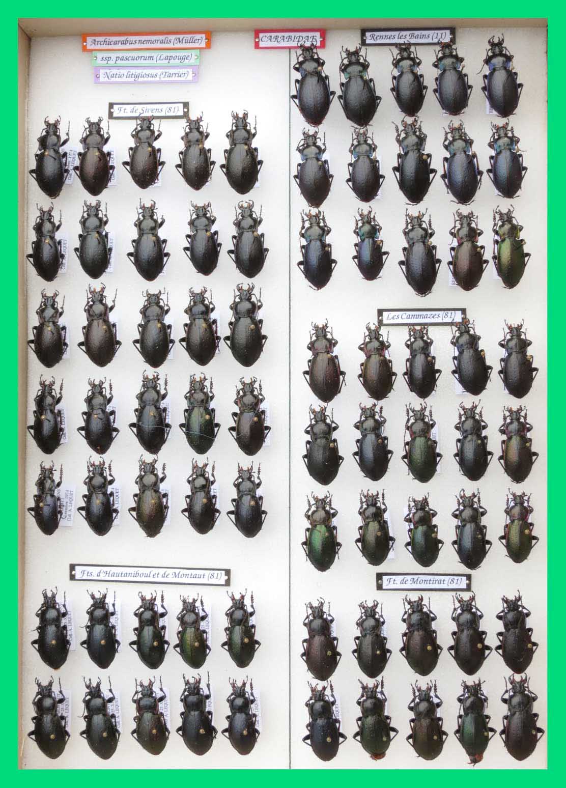 Archicarabus nemoralis (1)