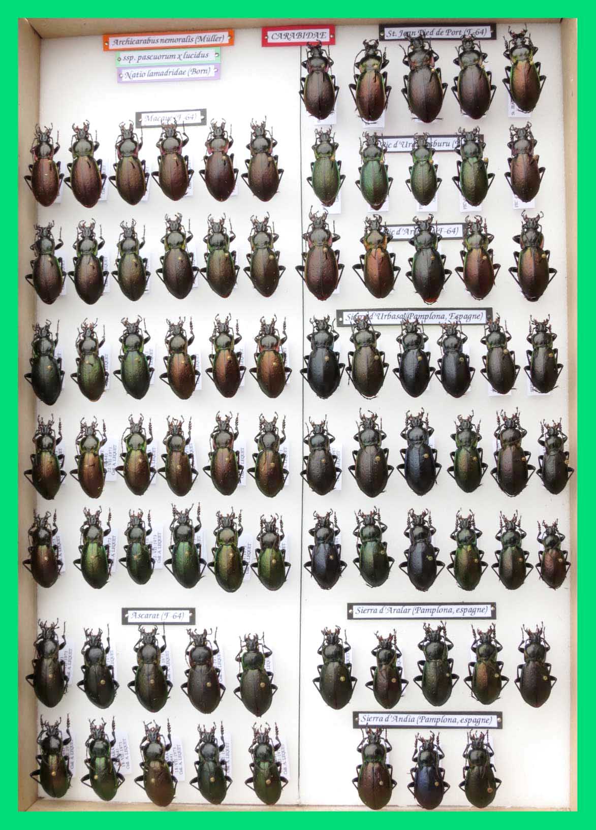 Archicarabus nemoralis (3)