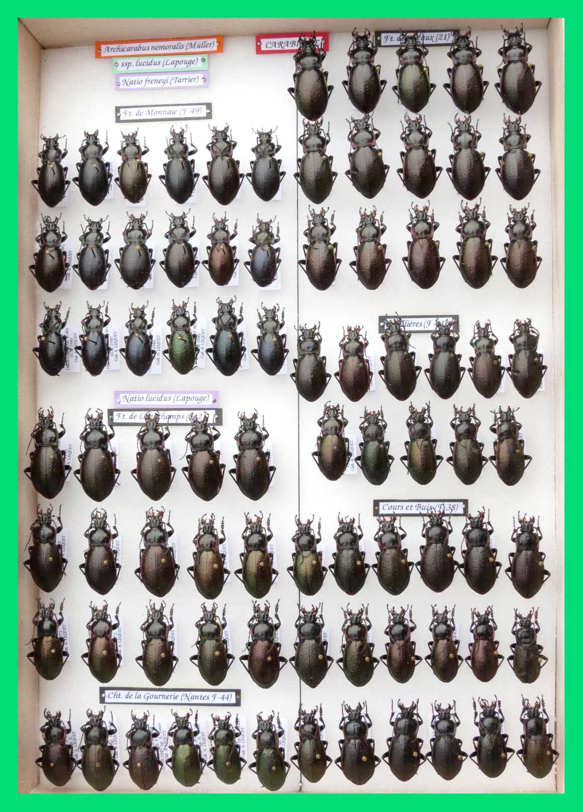 Archicarabus nemoralis (4)