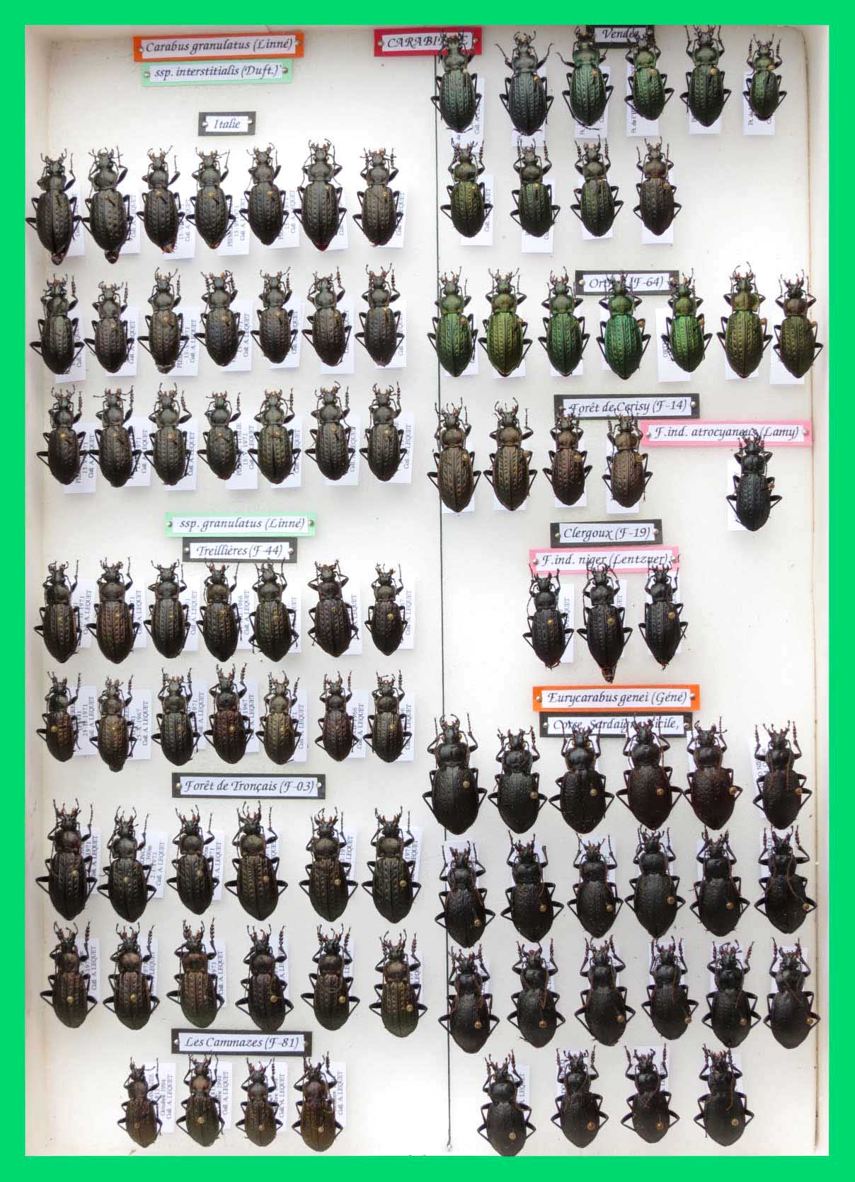 Carabus granulatus & Eurycarabus genei.