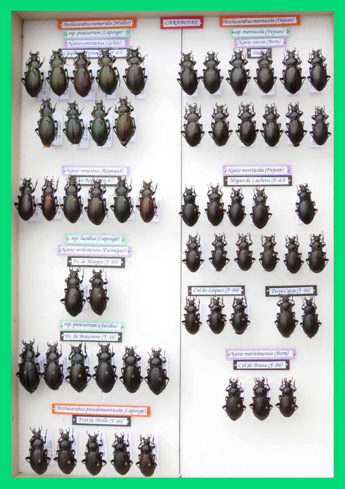 Archicarabus nemoralis & monticola.