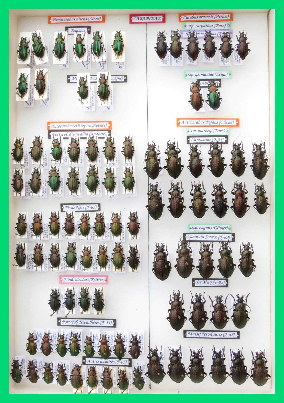 Hemicarabus nitens; Carabus arvensis;  Autocarabus vagans et cristoforii.