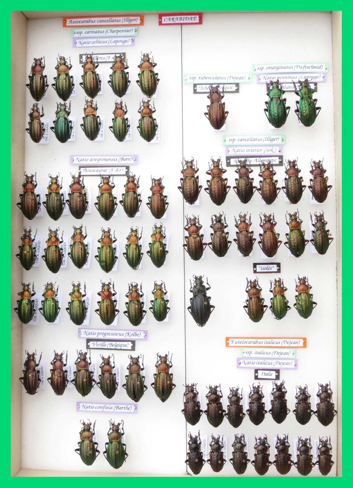 Autocarabus cancellatus et Eutelocarabus italicus.