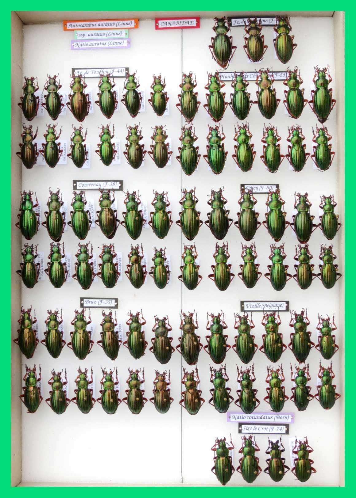 Autocarabus auratus (1)