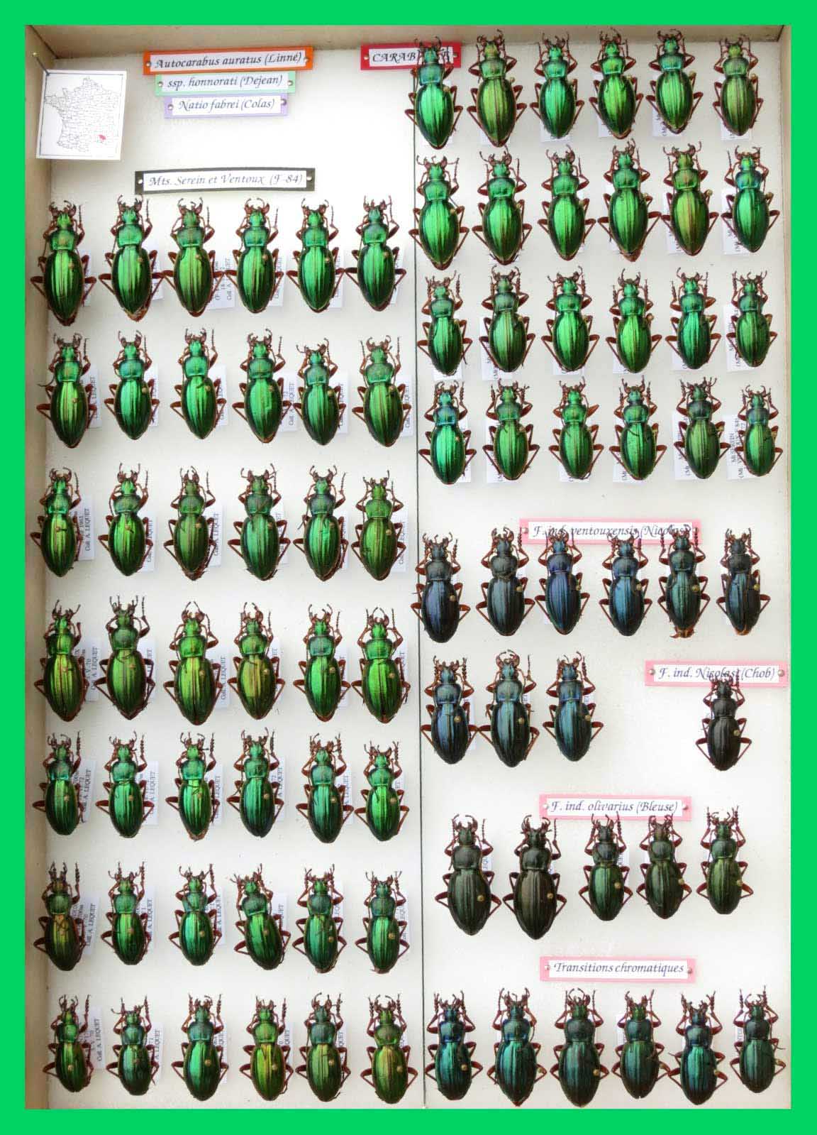 Autocarabus auratus (2)