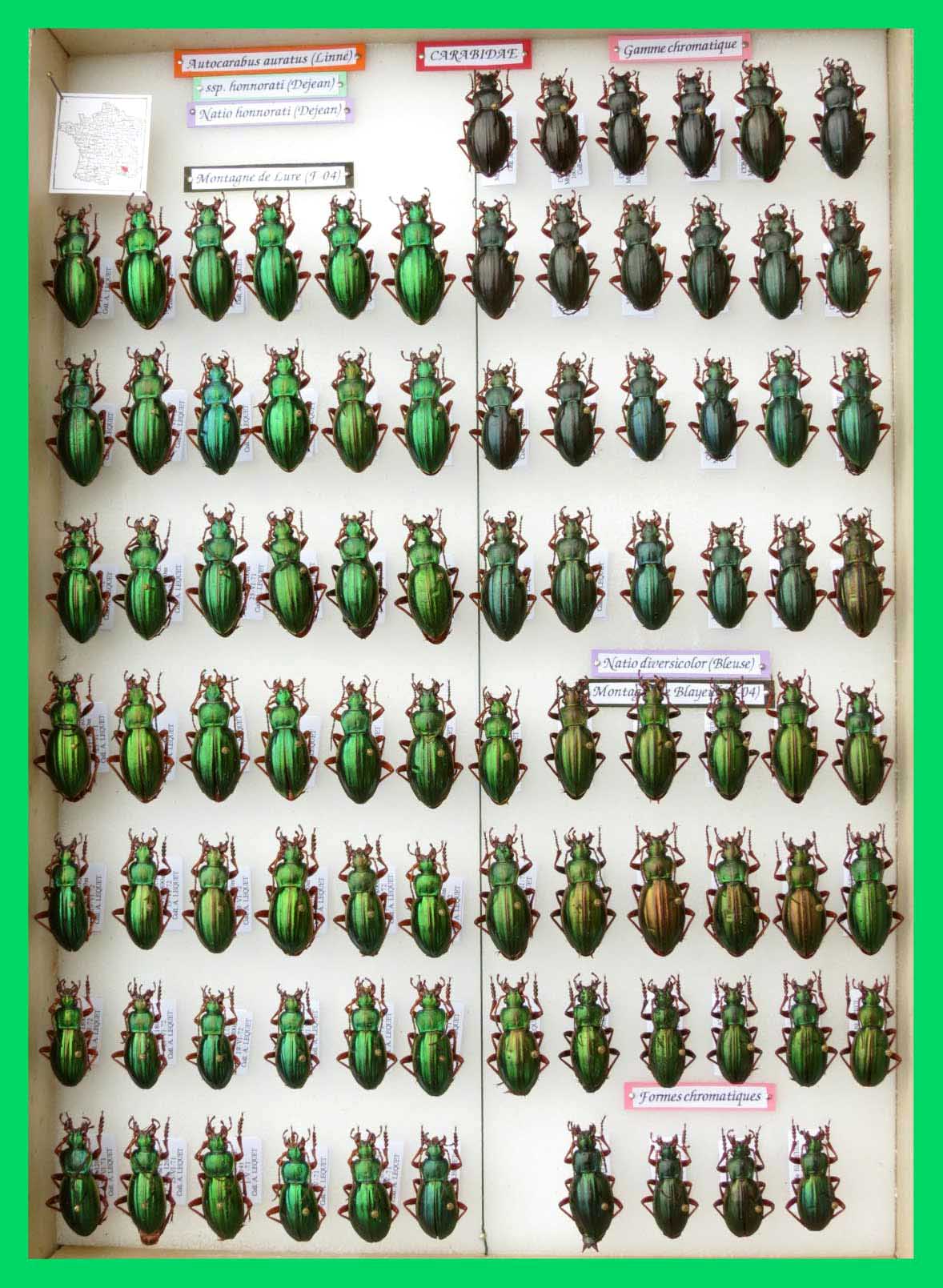 Autocarabus auratus (3)