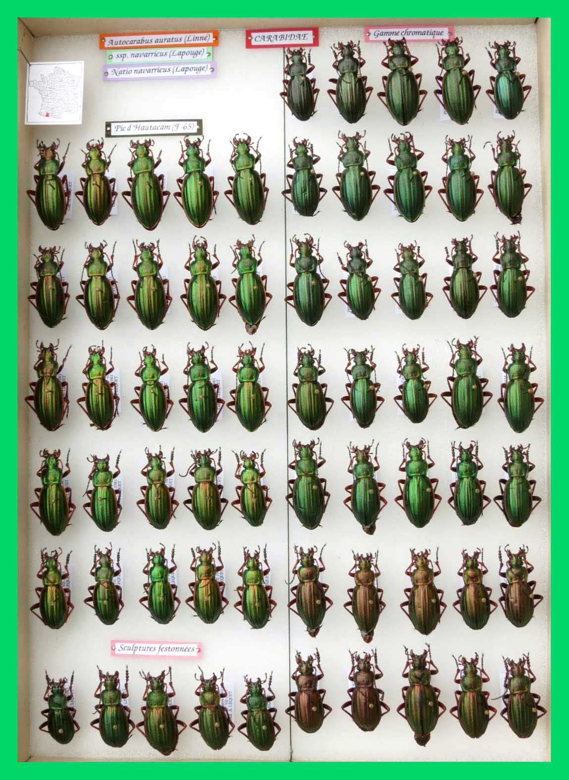 Autocarabus auratus (4)