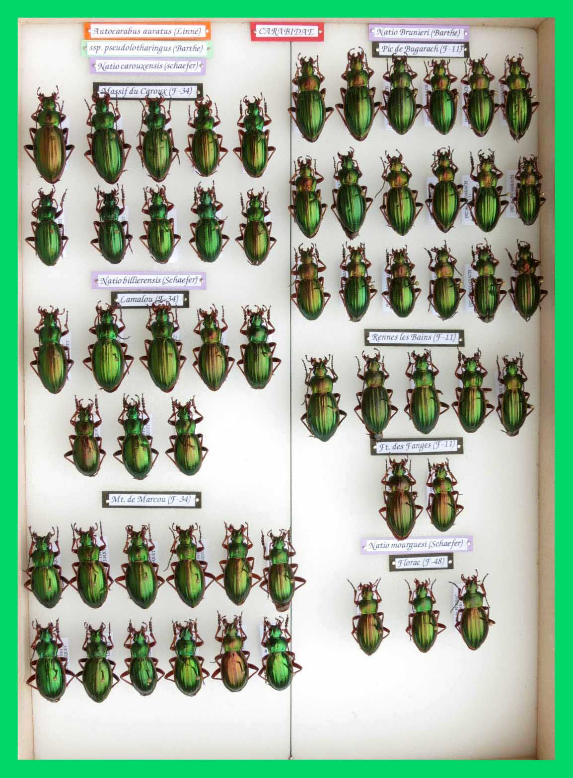 Autocarabus auratus (6)